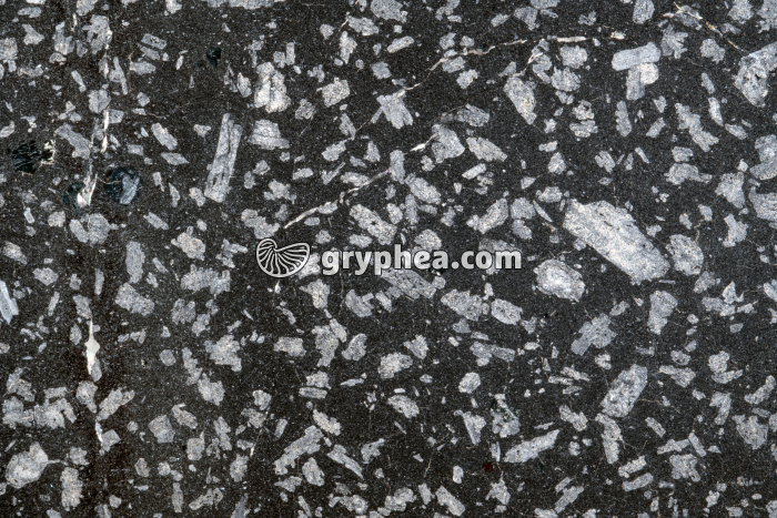 Trachyte - Trachyandésite LPA x1,6 - gryphea.com